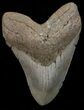 Megalodon Tooth - North Carolina #67309-1